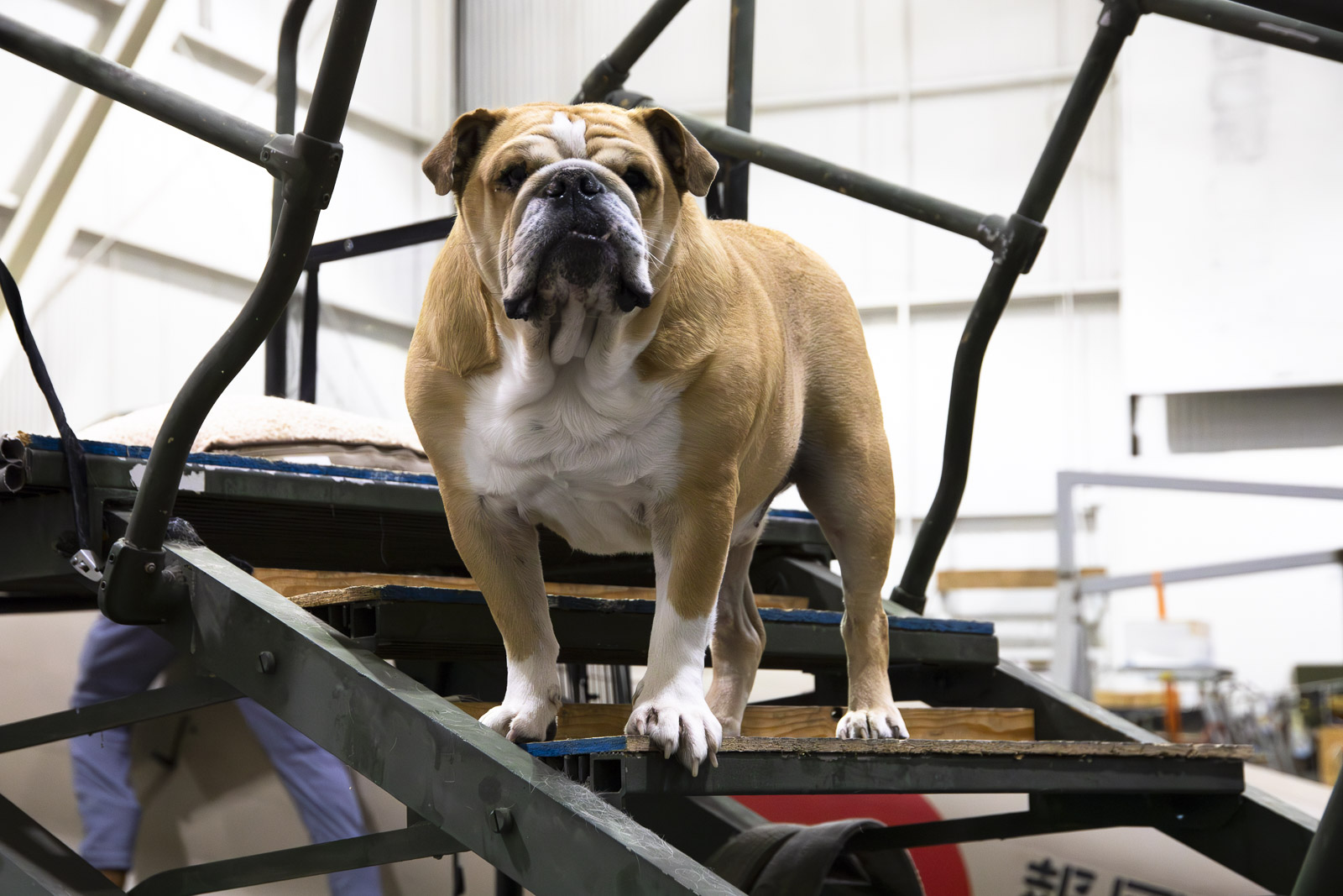 VÍDEO: Depois de 80 anos, raro caça Zero japonês volta a voar nos EUA ...